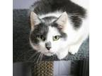 Adopt Stitch a Domestic Short Hair