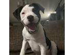 Adopt Jersey a Pit Bull Terrier