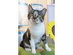 Adopt Jellybean a Domestic Short Hair