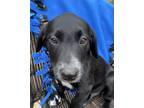 Adopt Star a Labrador Retriever