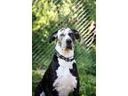 Adopt XYLO a Great Dane