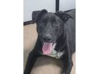 Adopt Twinkle Toes a Black Labrador Retriever