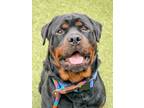 Adopt Root Beer a Rottweiler, Mixed Breed