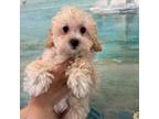Maltipoo Puppy for sale in Sarasota, FL, USA