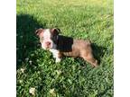 Boston Terrier Puppy for sale in Statesville, NC, USA