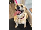 Adopt Buster a Labrador Retriever, Shepherd