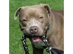 Adopt Kojo a Pit Bull Terrier