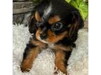 Cavalier King Charles Spaniel Puppy for sale in Montezuma, GA, USA