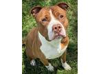 Adopt Grayson a Pit Bull Terrier, Mixed Breed