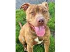 Adopt Alfred a Pit Bull Terrier, Mixed Breed