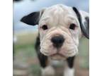 Olde English Bulldogge Puppy for sale in Elizabeth, CO, USA