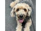 Adopt Buddy a Bichon Frise