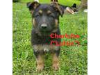 German Shepherd Dog Puppy for sale in Perry, IA, USA