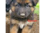 German Shepherd Dog Puppy for sale in Perry, IA, USA
