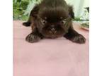 Shih Tzu Puppy for sale in Walker, LA, USA