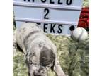 Great Dane Puppy for sale in Lima, OH, USA