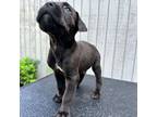Cane Corso Puppy for sale in Carriere, MS, USA