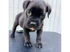 Cane Corso Puppy for sale in Carriere, MS, USA