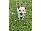 Adopt Snoopy a Yorkshire Terrier, Mixed Breed