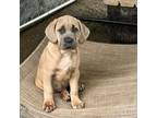 Cane Corso Puppy for sale in Columbia, KY, USA