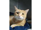 Adopt Julius a Domestic Short Hair