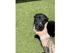 Adopt Timothy a Pit Bull Terrier, Labrador Retriever