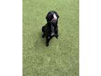 Adopt Dumbo a Pit Bull Terrier, Labrador Retriever