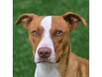 Adopt Buckwheat a Pit Bull Terrier, Mixed Breed