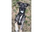 Adopt Remo a Mixed Breed
