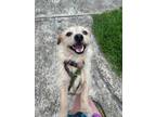 Adopt Ricky a Terrier