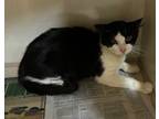 Adopt Thunder (PetSmart S Claiborne) a Domestic Short Hair