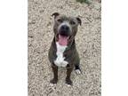 Adopt Dominick a Pit Bull Terrier, Mixed Breed