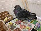 Adopt Typhoon a Pigeon