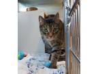 Adopt JEFF a Domestic Short Hair