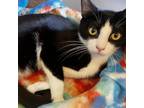 Adopt Karson a Domestic Short Hair