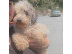 Adopt Enzo a Poodle