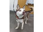 Adopt ALLEN a Siberian Husky