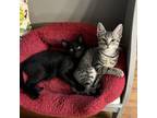 Adopt Lucky Solar and Lucky Eclipse a Domestic Short Hair