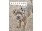 Adopt Macaroni a Mastiff, Mixed Breed