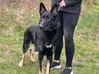 Adopt Lahr-M a German Shepherd Dog