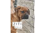 Adopt Ziti a Mastiff, Mixed Breed