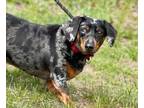 Adopt Jax a Dachshund