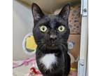 Adopt Smokey (Pet Supplies Plus) a Domestic Short Hair