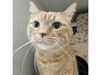 Adopt Piper (Chow Hound Holland) a Domestic Short Hair