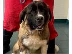 Adopt Trapper a Saint Bernard