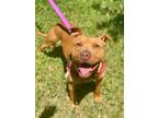 Adopt Roswell a Pit Bull Terrier