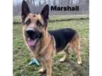 Adopt Marshall 240224 a German Shepherd Dog