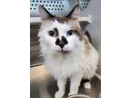 Adopt Ozzy a Ragdoll