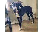 Adopt Shaq a Great Dane