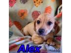 Adopt Alex a Dachshund